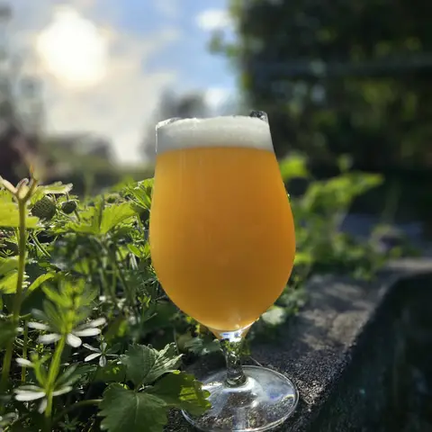 Back Lake IPA 2025 image